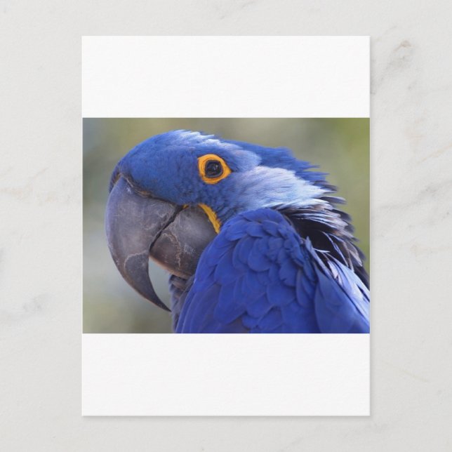 Carte Postale Perroquet bleu (Devant)