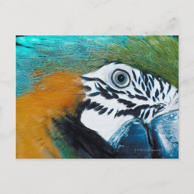 Carte Postale Perroquet bleu (Devant)