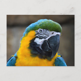 Carte Postale perroquet bleu et or macaw vue frontale c