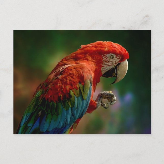 Carte Postale Perroquet Coloré (Devant)