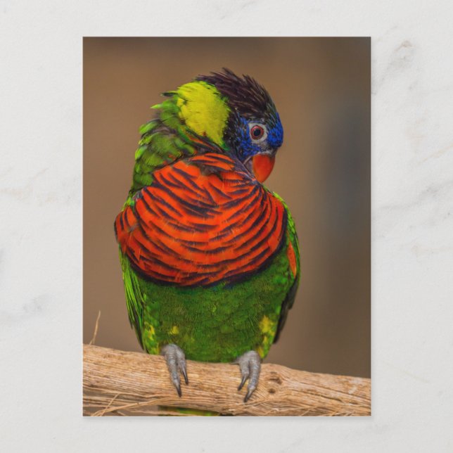 Carte Postale Perroquet coloré (Devant)