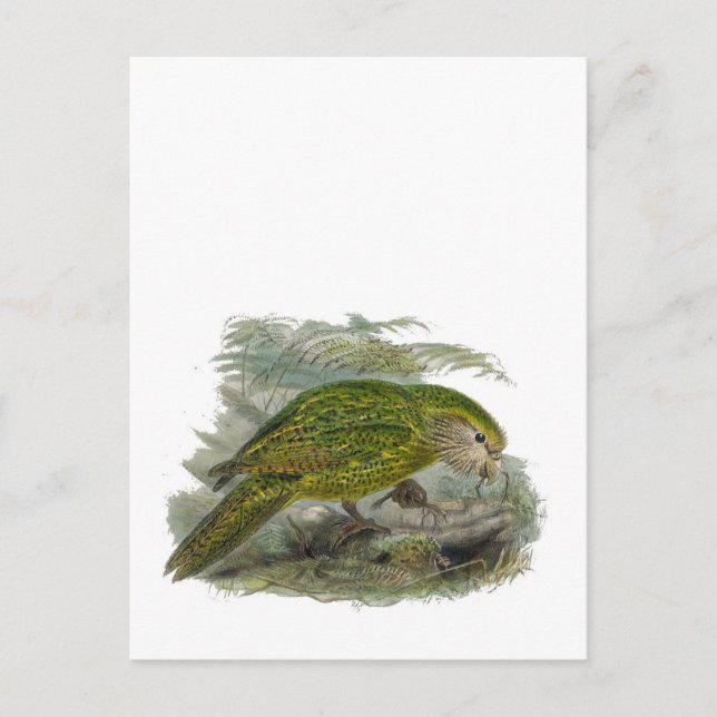 Carte Postale Perroquet de Chouette verte Kakapo, Illustration d (Devant)