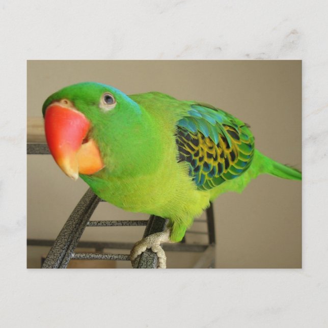 Carte postale : Perroquet de la nuque bleue des Ph (Devant)