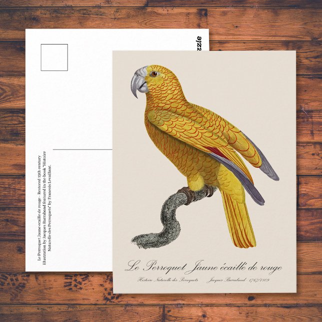 Carte Postale Perroquet de Paradis de Cuba, Psittacus Paradisi (Le Perroquet Jaune ecaille de rouge. Postcard)