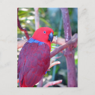 Carte Postale Perroquet d'eclectus coloré