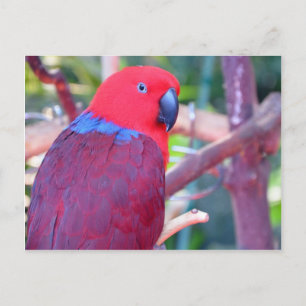 Carte Postale Perroquet d'eclectus coloré