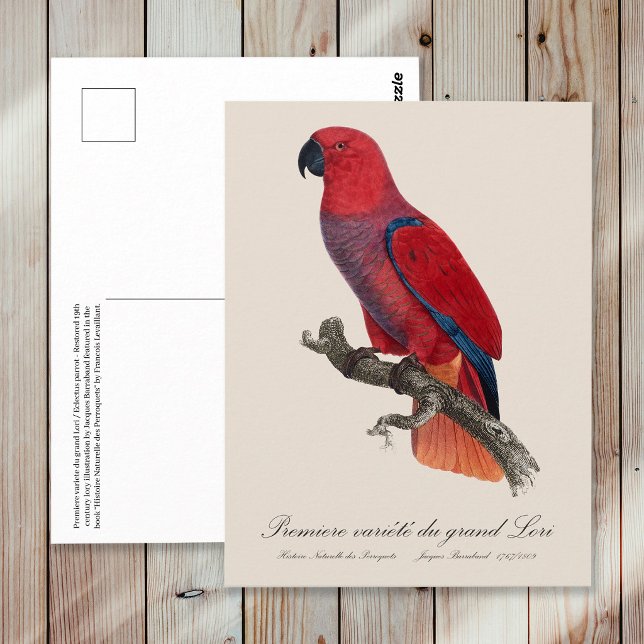 Carte Postale Perroquet éclectus de Vosmaer, Eclectus Roratus Vo (Vosmaer Eclectus Parrot, Eclectus Roratus Vosmaeri. Postcard)