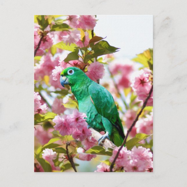 Carte postale Perroquet en fleurs de cerisiers (Devant)