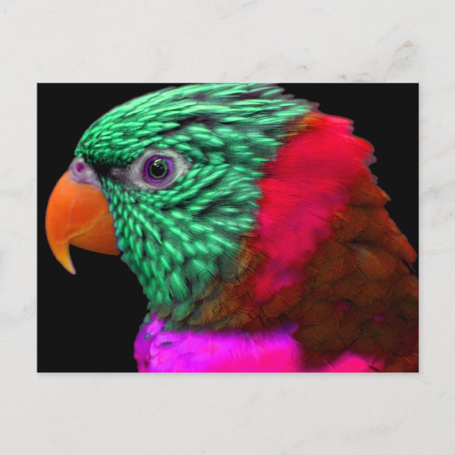 Carte Postale Perroquet exotique vert rose rouge (Devant)