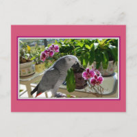 Perroquet gris africain aux orchidées
