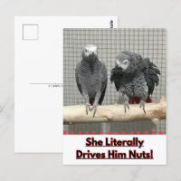 Perroquet gris africain, poste