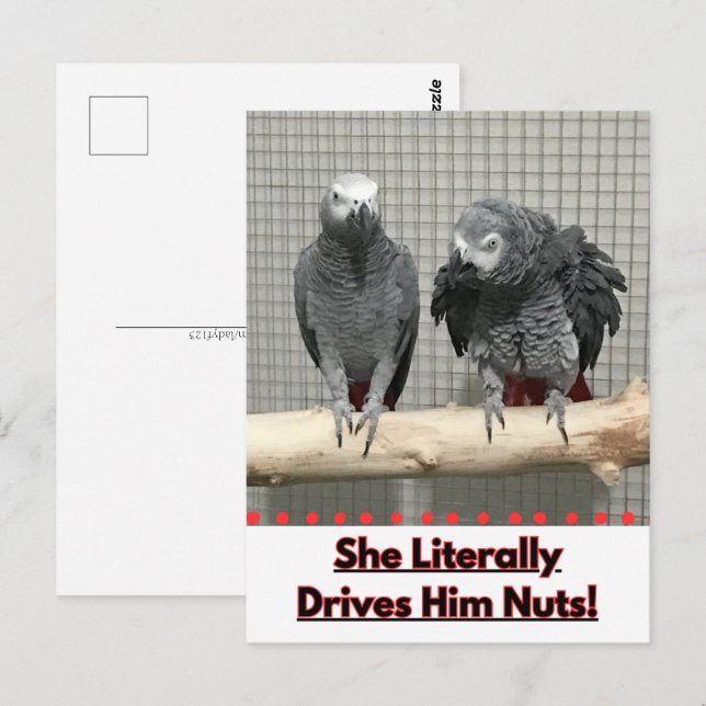 Carte Postale Perroquet gris africain, poste (Devant / Derrière)