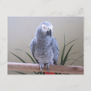 Carte Postale Perroquet gris d'Afrique