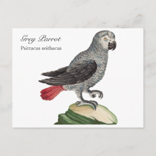 Carte Postale Perroquet gris - Psittacus erithacus