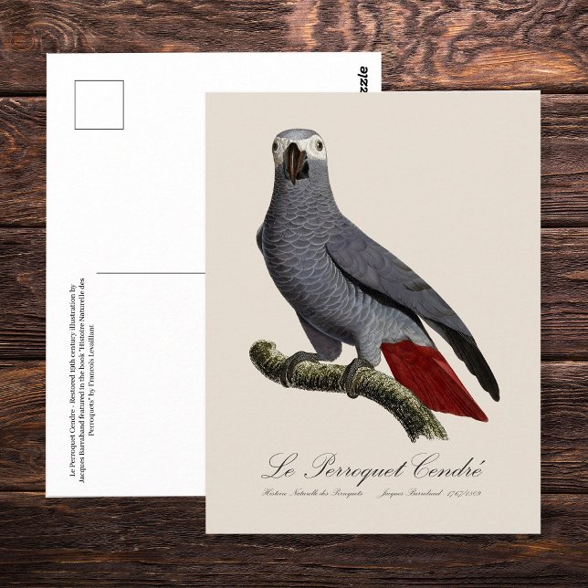 Carte Postale Perroquet gris, Psittacus erithacus, vintage (Le Perroquet Cendre - 19th century illustration. Postcard)