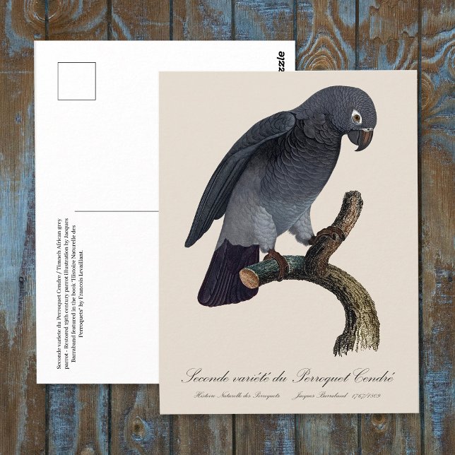 Carte Postale Perroquet gris Timneh, Psittacus Timneh (Timneh African Grey Parrot, Psittacus Timneh. Postcard)