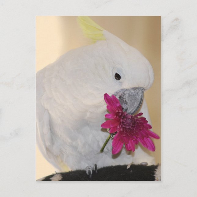 Carte Postale Perroquet Il m'aime ne m'aime pas (Devant)