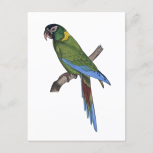 Carte Postale Perroquet vert Macaw Art fin peinture nature