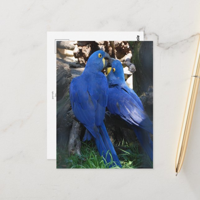 carte postale _ perroquets (Devant/Arrière en situation)