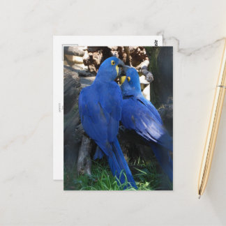 carte postale _ perroquets