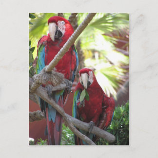Carte postale Perroquets