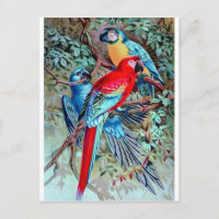Perroquets macaw oiseaux sauvages peinture colorée