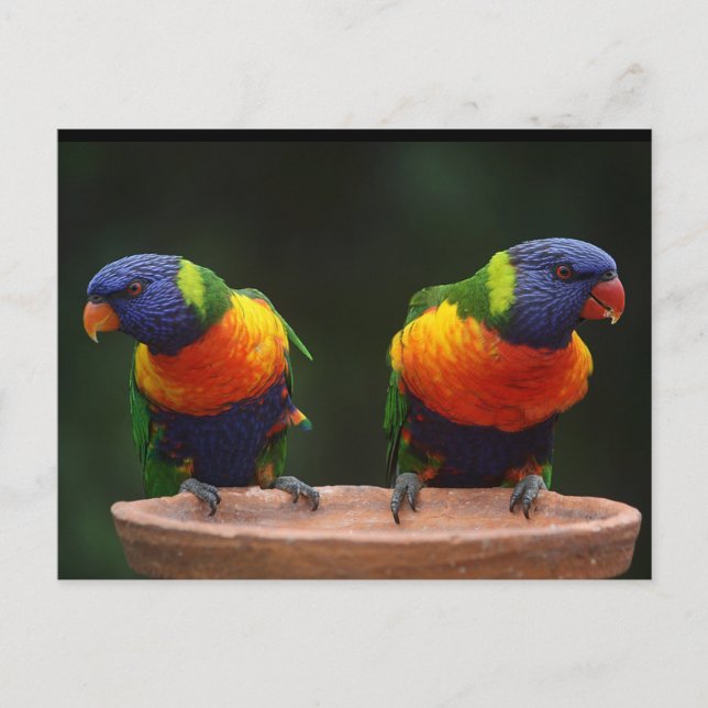 Carte Postale Perroquets Rainbow Lorikeet (Devant)