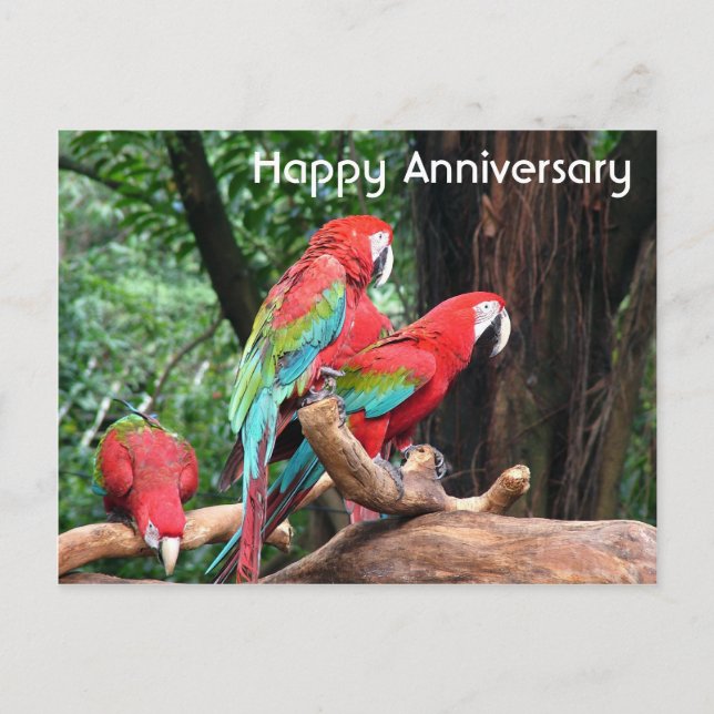 Carte Postale Perroquets rouges, verts et bleus joyeux anniversa (Devant)