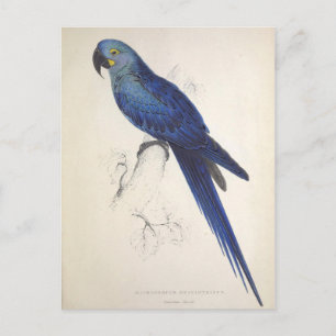 Carte Postale Perroquets, Vintage, Illustration d'oiseaux, Bohèm