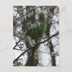 Carte Postale Perruche à anneau rose dans l'arbre en fleurs do-i