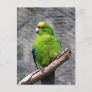 Carte Postale Perruche à couronne jaune