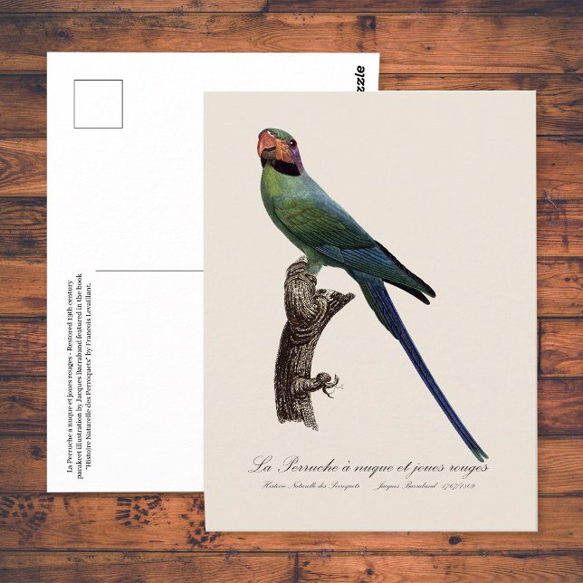 Carte Postale Perruche à longue queue, Psittacula Longicauda (Long-Tailed Parakeet, Psittacula Longicauda. Postcard)