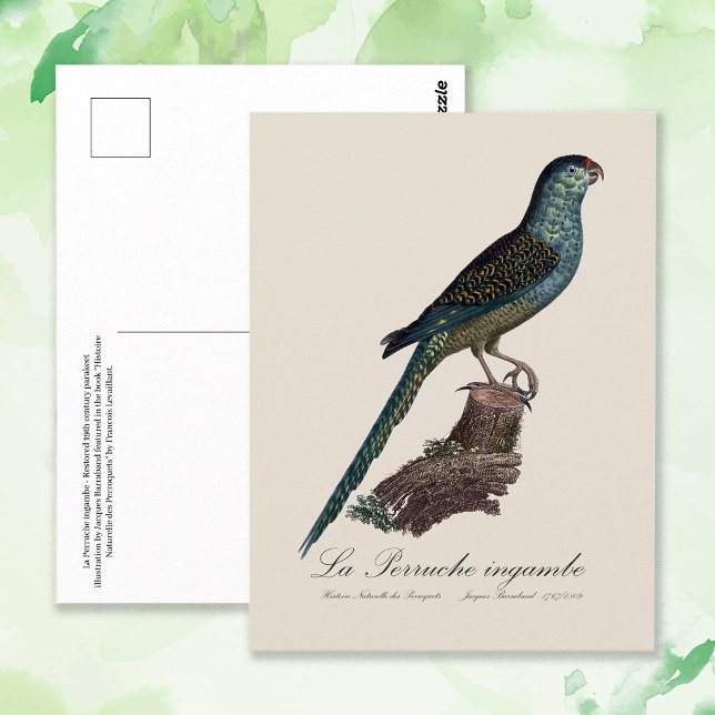 Carte Postale Perruche terrestre ou Perruche des marais, Pezopor (Ground Parrot or Swamp Parrot, Pezoporus Wallicus. Postcard)