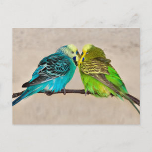 Carte postale Perruches en amour