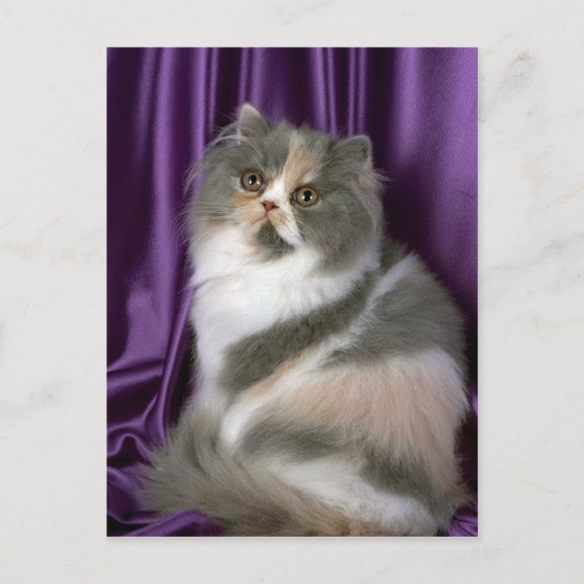 Carte Postale Perse, bleu, tortie et blanc (Devant)