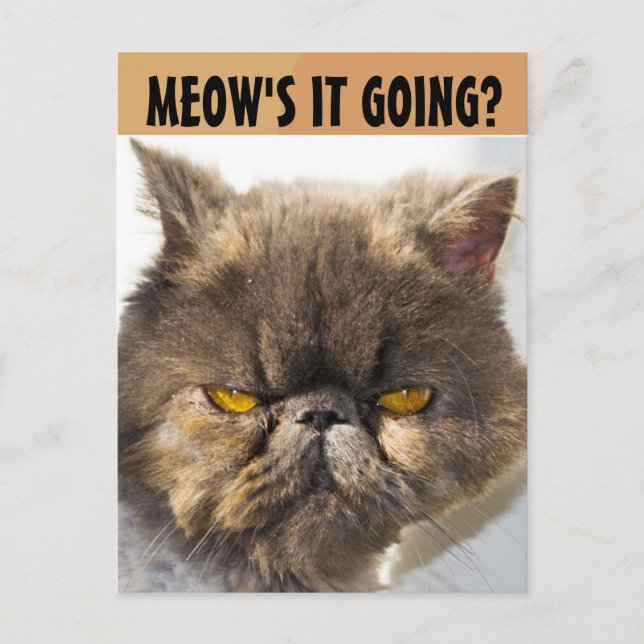 CARTE POSTALE PERSIAN CAT FUNNY (Devant)
