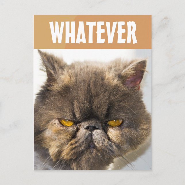 CARTE POSTALE PERSIAN CAT FUNNY GRUMPY (Devant)