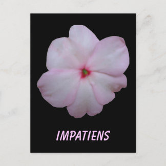 Carte postale personnalisable Impatiens