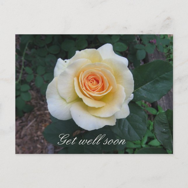 Carte postale Personnalisable Rose Jaune (Devant)
