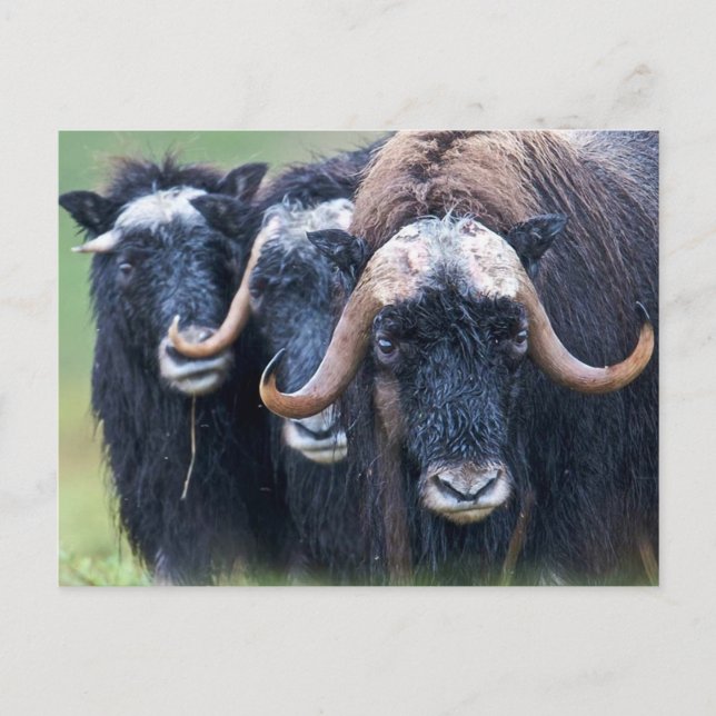 Carte Postale Personnalisé Personnalisé Votre Propre Photo & Tex (Devant)