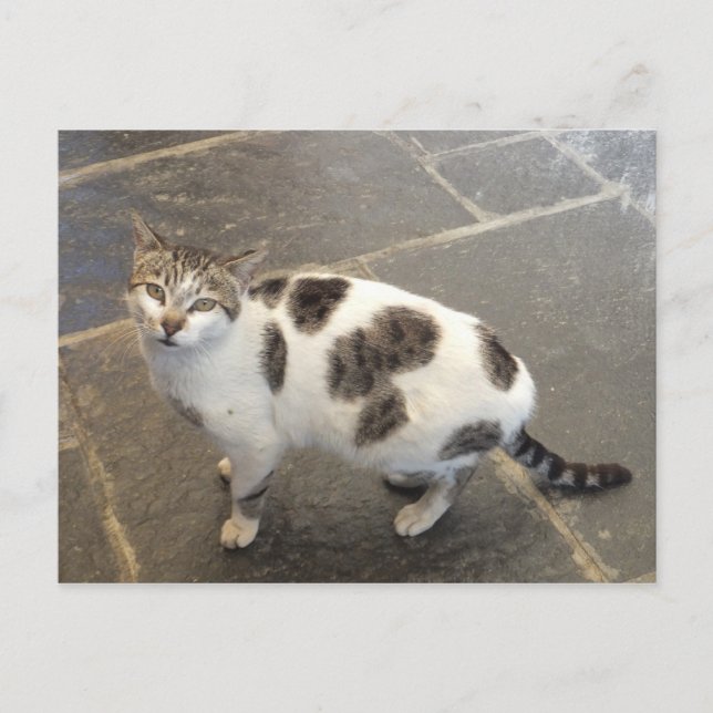 Carte postale personnalisée Cat (Devant)