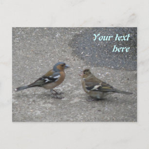 Carte postale personnalisée Chaffinch Feed Me