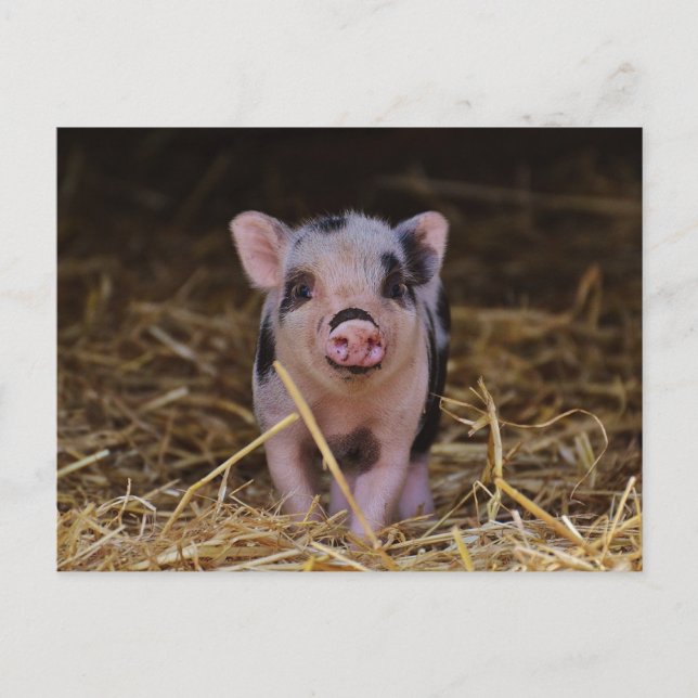 Carte postale personnalisée Cute Baby Pig (Devant)