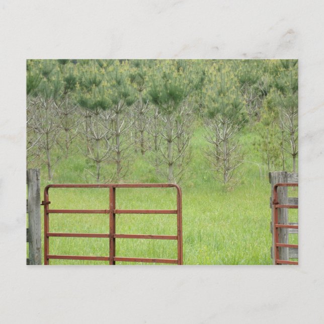 Carte postale personnalisée Dans les pins (Devant)