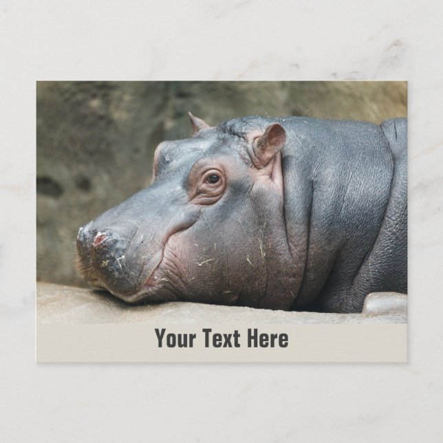 Carte postale personnalisée Hippopotame (Devant)