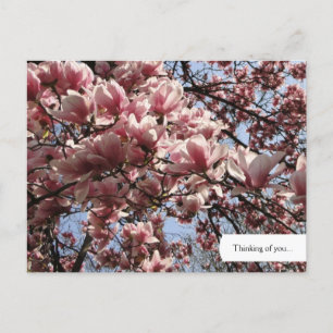 Carte Postale Personnalisée Pink Magnolia Blossoms