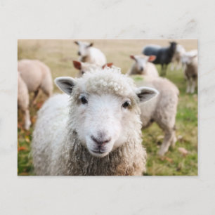 Carte postale personnalisée pour les moutons migno