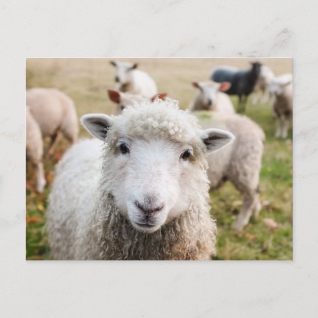 Carte postale personnalisée pour les moutons migno (Devant)