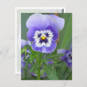 Carte postale Personnalisée Purple Pansy