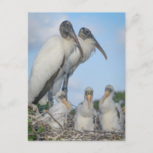 Carte postale personnalisée "Stork Family"